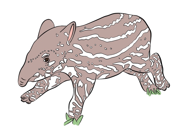 baby tapir running